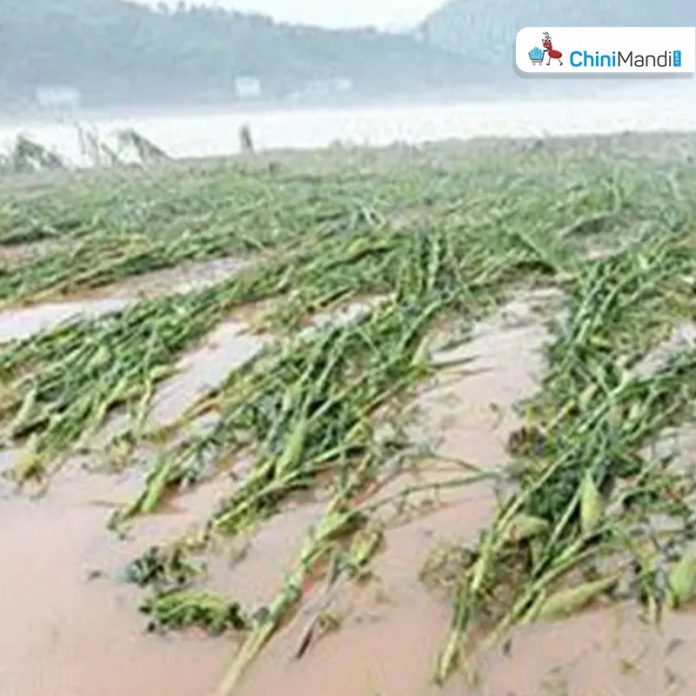 Sugar Industry News