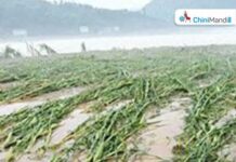 सूरत में भारी बारिश: जलभराव के कारण गन्ना और धान पर असर पड़ने की संभावना Sugar Industry News