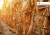 Sugar Industry News