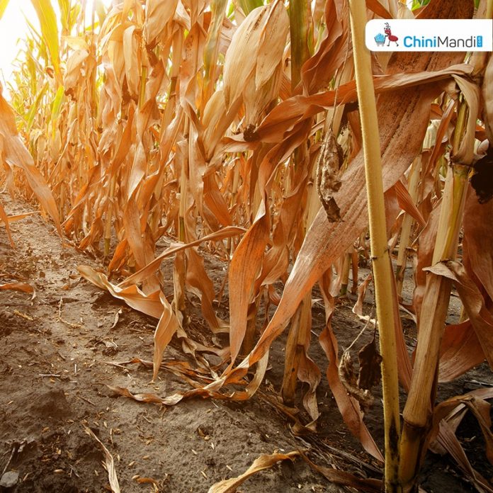 Sugar Industry News