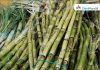 Sugar Industry News