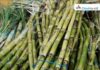 TNAU comes out with lever-operated sugarcane mother shoot cutter for Sustainable Sugarcane Initiative Sugar Industry News