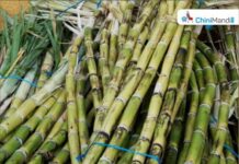 उत्तर प्रदेश : थकीत ऊस बिलांप्रश्नी बेमुदत आंदोलनाचा शेतकऱ्यांचा इशारा Sugar Industry News