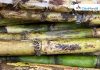 Sugar Industry News