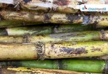 Bhupinder Singh Hooda promises high sugarcane price in Haryana if Congress voted to power Sugar Industry News