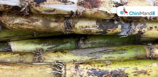 Sugar Industry News