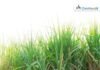 District Cane Officer conducts surprise inspection of ongoing sugarcane survey Sugar Industry News