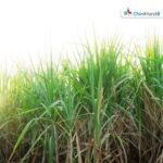 छत्रपती संभाजीनगर: ऊस पिकाची वाढ खुंटली, केवडा रोगाच्या प्रादुर्भावाने शेतकरी धास्तावले Sugar Industry News