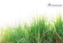 District Cane Officer conducts surprise inspection of ongoing sugarcane survey Sugar Industry News
