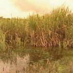 ગુજરાતમાં ભારે વરસાદ: શેરડી અને ડાંગરના ખેડૂતો પાણી ભરાઈ જવાથી આર્થિક મુશ્કેલીઓનો સામનો કરી રહ્યા છે