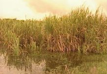 ગુજરાતમાં ભારે વરસાદ: શેરડી અને ડાંગરના ખેડૂતો પાણી ભરાઈ જવાથી આર્થિક મુશ્કેલીઓનો સામનો કરી રહ્યા છે