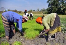 Cabinet decision to increase MSP of Kharif crops will raise farmers’ income: PM Modi