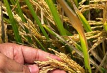 रब्बी हंगामात पारंपरिक पिकांकडे पाठ, कांदा, ऊस जोमात