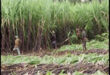 Bijnor: Sugar mills face cane shortage Sugar Industry News