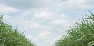 Sugar Industry News