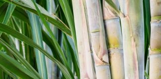 Sugar Industry News