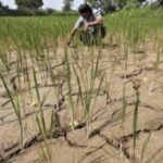 महाराष्ट्रावर संभाव्य दुष्काळाची छाया, साखर उद्योगाच्या समस्या गंभीर होण्याची शक्यता