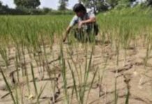 महाराष्ट्रावर संभाव्य दुष्काळाची छाया, साखर उद्योगाच्या समस्या गंभीर होण्याची शक्यता