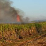 सांगली जिल्ह्यात शॉर्ट सर्किटने दोन एकरातील ऊस जळाला, लाखोंची हानी