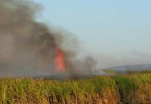सांगली जिल्ह्यात शॉर्ट सर्किटने दोन एकरातील ऊस जळाला, लाखोंची हानी