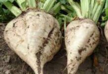 उत्तर प्रदेश : साखर कारखाने बीटपासून करणार इथेनॉल उत्पादन, शेतकऱ्यांना होणार फायदा