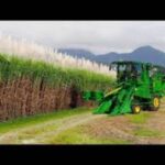 बिहार : हसनपुर चीनी मिल क्षेत्र में केन कटर से होगी गन्ना कटाई