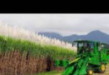 थाईलैंड: मित्र फ़ोल समूह द्वारा गन्ने की हरित कटाई को बढ़ावा देने के अपने प्रयास जारी