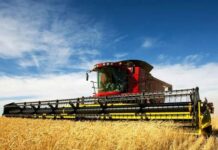 सऊदी अरब ने निविदा में 455,000 टन गेहूँ खरीदा