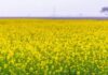 Fields of Gold: India anticipates record mustard crop, projected at 120.90 lakh tonnes in 2023-24