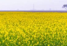 Fields of Gold: India anticipates record mustard crop, projected at 120.90 lakh tonnes in 2023-24