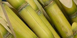 Sugar Industry News