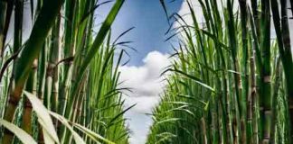 Sugarcane variety Co-0238