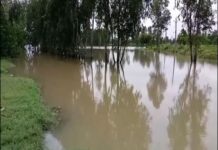UP: Waterlogging due to heavy rainfall causes crop damage in Moradabad