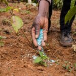 Govt reinforces regulatory measures to ensure fair pricing, smooth distribution of P&K fertilizers