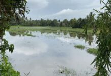 Trouble for farmers in Kerala as their farming season “Punchakrishi” gets delayed due to heavy rain