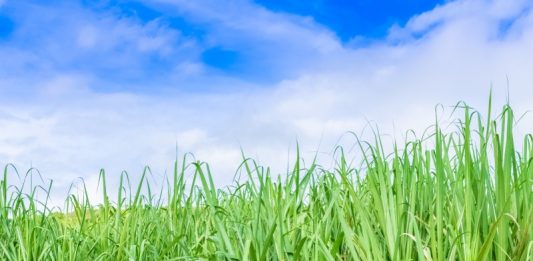 Sugar Sector News