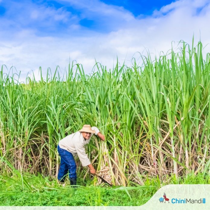 Sugar Sector News