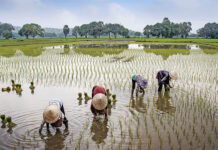 Cane Development Department issued advisory to farmers for the protection and management of sugarcane crop