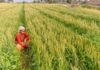 Kharif crop sowing exceeds 1121 lakh hectare