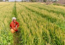 देशात खरीप क्षेत्रात २.१५ टक्के वाढ, पेरणी अंतिम टप्प्यात