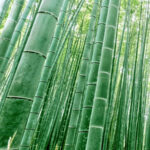 Tripura govt in talks with business group to set up bamboo-based ethanol production facility