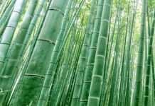 Madhya Pradesh tops in bamboo resources in country with bamboo bearing area of 1.84 million hectare