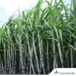 Jalandhar farmer builds his own assured market through organic sugarcane and turmeric