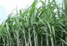 राजस्थान सरकार द्वारा गन्ने के 10 रुपए/ क्विंटल दाम बढ़ाने का फैसला: CM भजनलाल शर्मा