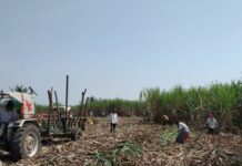 लखनऊ : राष्ट्रीय गन्ना सम्मेलन में गन्ना किसानों का किया गया सम्मान