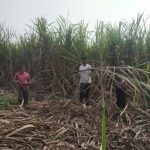 …अन्यथा गाळप हंगाम बंद पाडू : शेतकरी संघटनांनी दिला इशारा