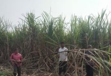 …अन्यथा गाळप हंगाम बंद पाडू : शेतकरी संघटनांनी दिला इशारा