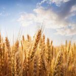 भारतीय शेतीला अनुकूल हायब्रिड गव्हाच्या जाती विकसित करण्याचा अमेरिकन अॅग्रीटेक कंपनी कॉर्टेवा बायोफ्युएल्सचा प्रयत्न