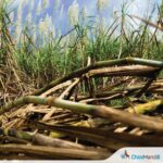 कोल्हापूर : आजरा तालुक्यात उसाच्या फडात शिरला टस्कर, हत्तीच्या भीतीने ऊसतोड थांबवली