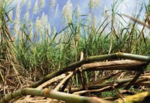 कर्नाटक : कृषि विभाग ने चीनी मिलों के साथ मिलकर गन्ने के कचरे को जैविक खाद में बदलने की परियोजना शुरू की